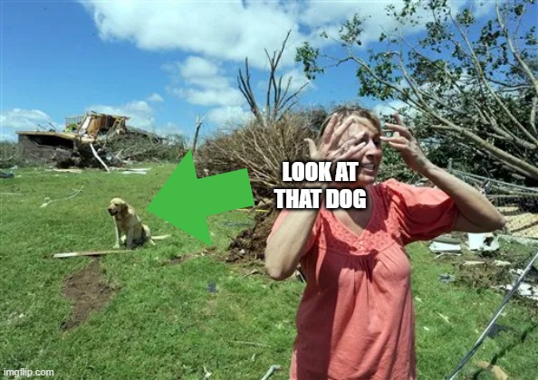 a | LOOK AT THAT DOG | image tagged in dog | made w/ Imgflip meme maker