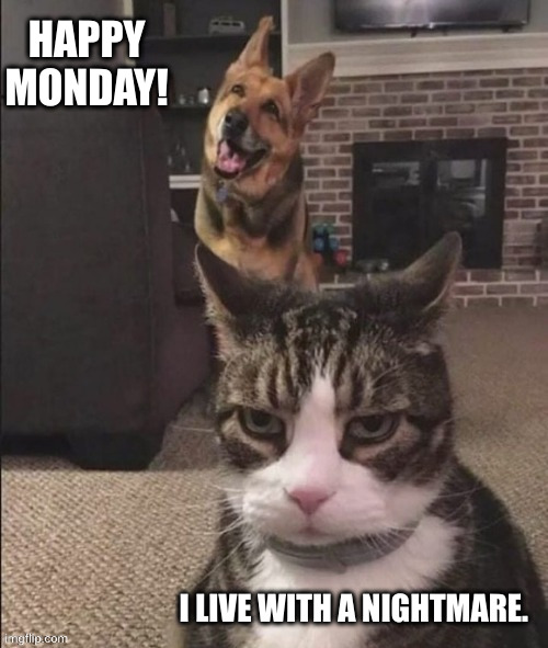 Monday People are the worst | HAPPY MONDAY! I LIVE WITH A NIGHTMARE. | image tagged in happy dog and annoyed cat,monday,monday face,memes,weekend,work sucks | made w/ Imgflip meme maker