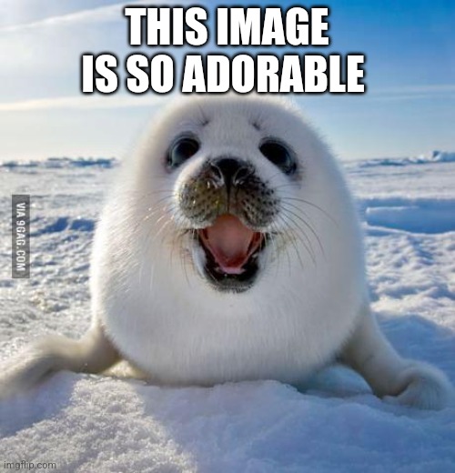 Seal of Approval | THIS IMAGE IS SO ADORABLE | image tagged in seal of approval | made w/ Imgflip meme maker