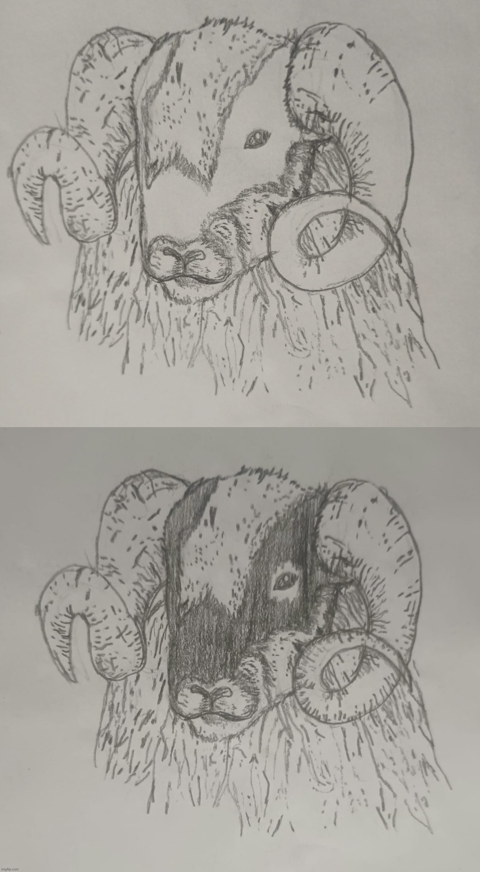 Practice Rams | image tagged in drawing,practice,sheep,ram,pencil | made w/ Imgflip meme maker