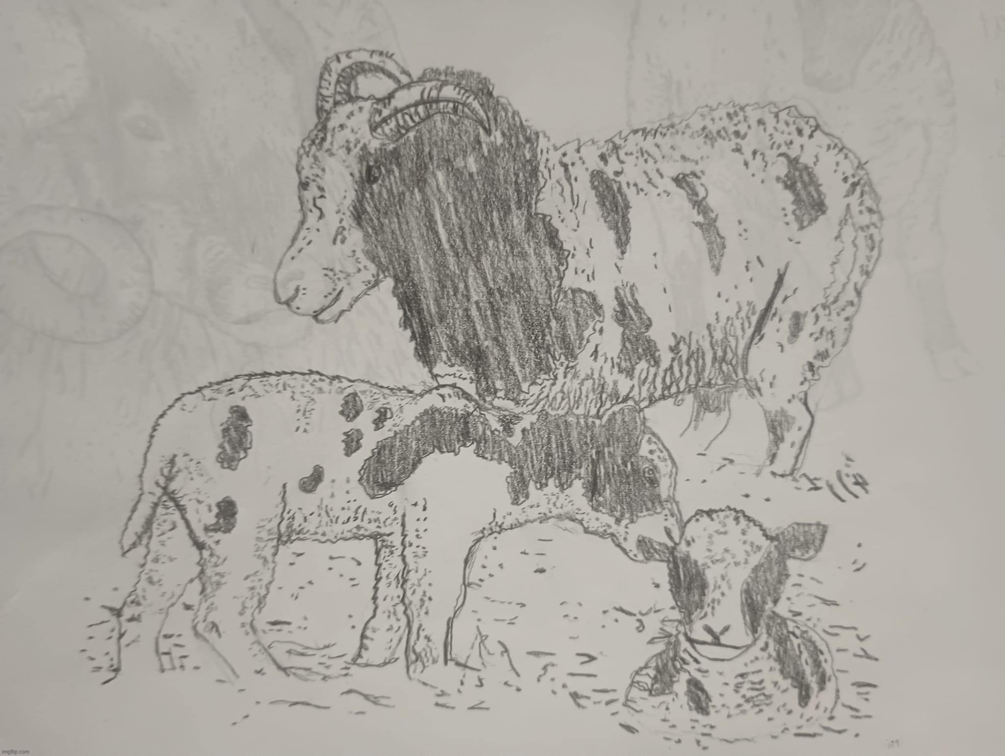 Sheep Study | image tagged in sheep,drawing,pencil,practice | made w/ Imgflip meme maker