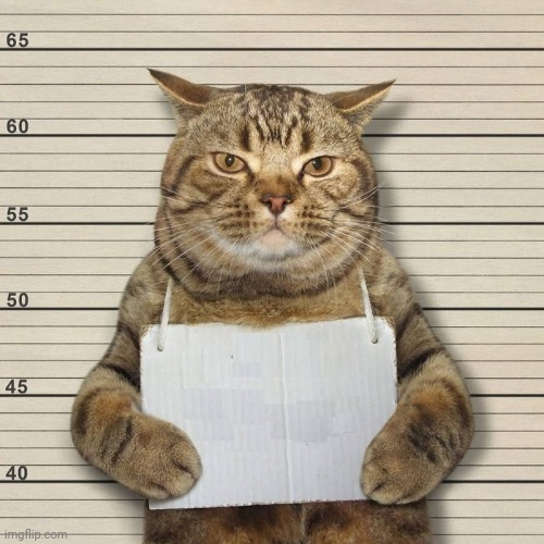 GUILTY CAT MUG SHOT BLANK | image tagged in guilty cat mug shot blank | made w/ Imgflip meme maker