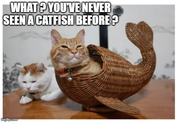 memes by Brad - A humorous cat fish | WHAT ? YOU'VE NEVER SEEN A CATFISH BEFORE ? | image tagged in funny,cats,kittens,funny cat memes,catfish,humor | made w/ Imgflip meme maker