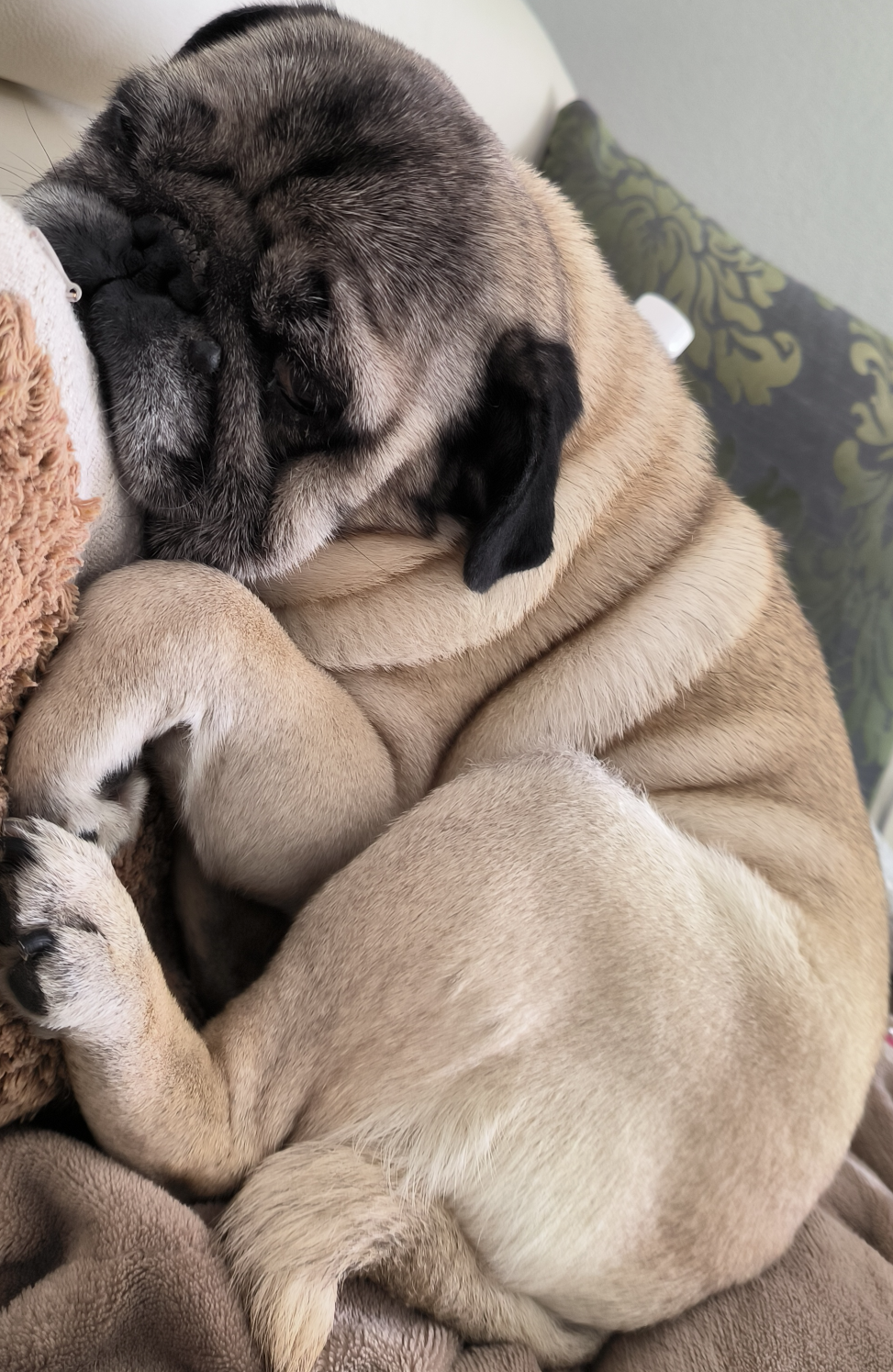 Squishy pug Blank Meme Template
