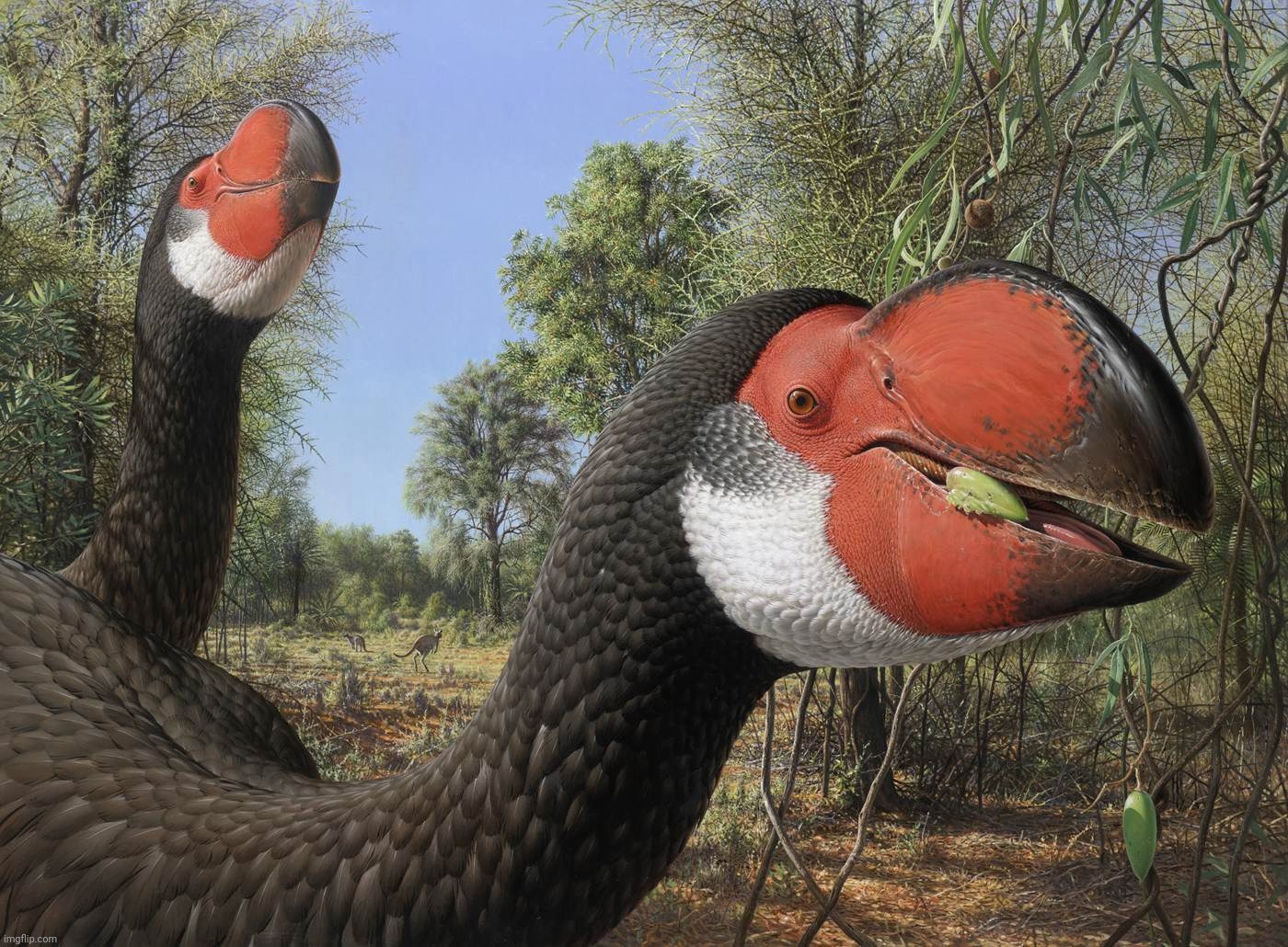 Dromornis stirtoni by Artist Peter Trusler | image tagged in dromornis stirtoni,by artist peter trusler | made w/ Imgflip meme maker