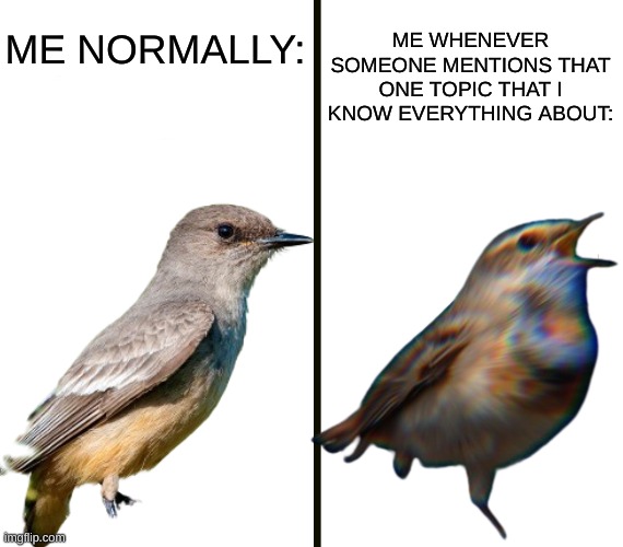 Lol so true (omg that meme took me 15 minutes to make) | ME NORMALLY:; ME WHENEVER SOMEONE MENTIONS THAT ONE TOPIC THAT I KNOW EVERYTHING ABOUT: | image tagged in average fan vs average enjoyer,memes,birds,talking,soical | made w/ Imgflip meme maker