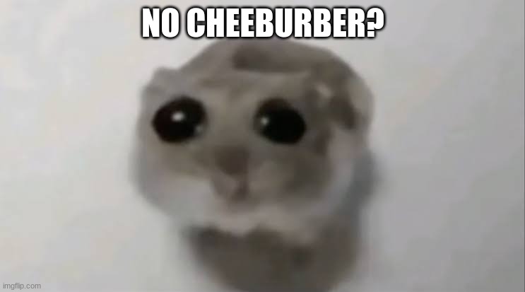 Sad Hamster | NO CHEEBURBER? | image tagged in hamburger,cheeseburger,big mac,whopper,hampter | made w/ Imgflip meme maker