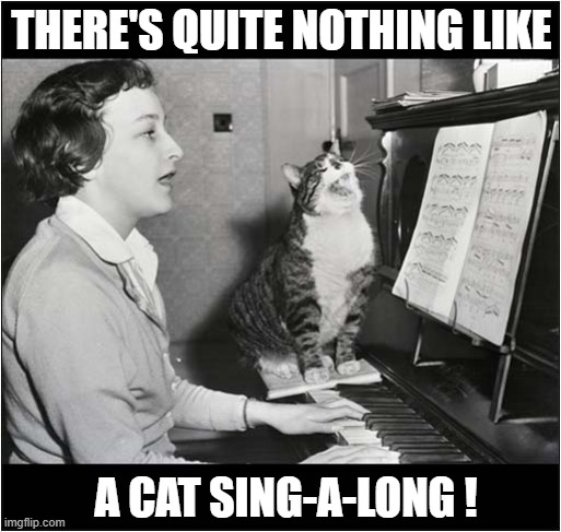 What's That Horrible Noise ? | THERE'S QUITE NOTHING LIKE; A CAT SING-A-LONG ! | image tagged in cats,piano,singing | made w/ Imgflip meme maker