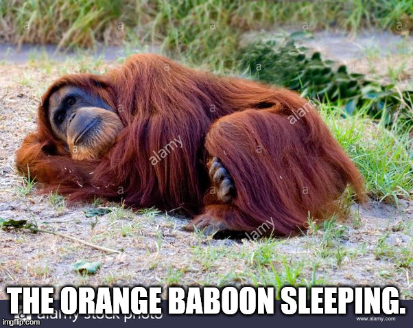 THE ORANGE BABOON SLEEPING. | made w/ Imgflip meme maker