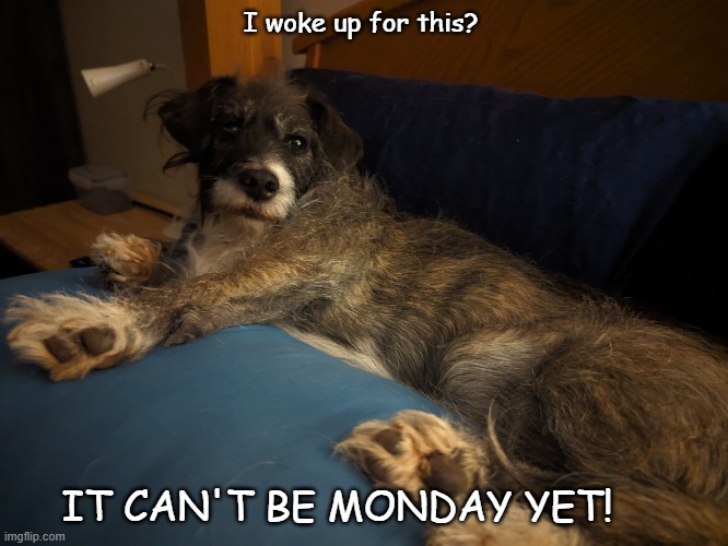 Not Monday???? | I woke up for this? IT CAN'T BE MONDAY YET! | image tagged in dog,weekend | made w/ Imgflip meme maker