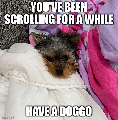 YOU’VE BEEN SCROLLING FOR A WHILE; HAVE A DOGGO | image tagged in dogs | made w/ Imgflip meme maker