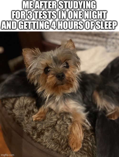 Who needs health | ME AFTER STUDYING FOR 3 TESTS IN ONE NIGHT AND GETTING 4 HOURS OF SLEEP | image tagged in dog,school | made w/ Imgflip meme maker