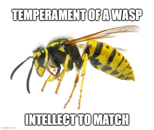 Wasp | TEMPERAMENT OF A WASP; INTELLECT TO MATCH | image tagged in wasp | made w/ Imgflip meme maker