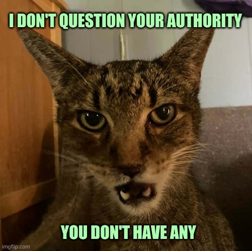 only going to tell you once cat | I DON'T QUESTION YOUR AUTHORITY; YOU DON'T HAVE ANY | image tagged in only going to tell you once cat,it's time to start asking yourself the big questions meme,cat,dank meme | made w/ Imgflip meme maker