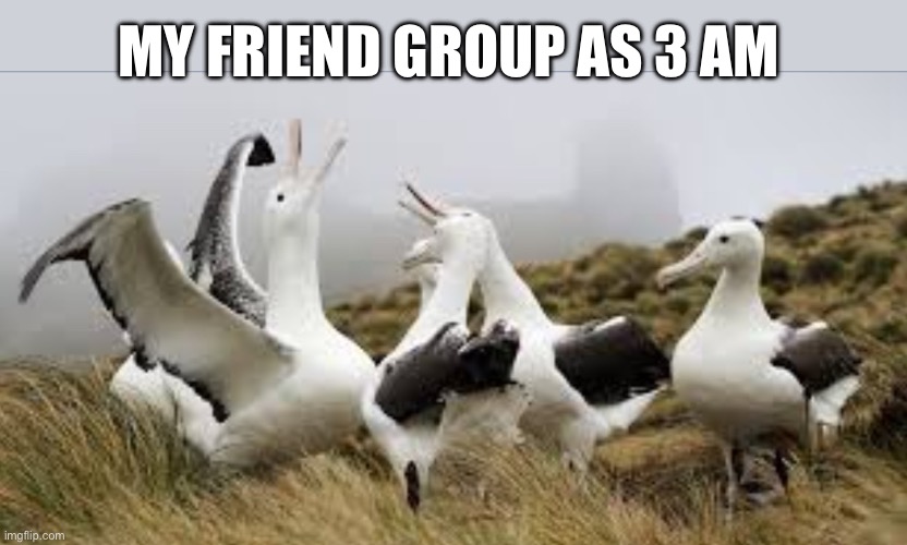 Relatable | MY FRIEND GROUP AS 3 AM | image tagged in seagull,3am,funny,friends,group chats | made w/ Imgflip meme maker