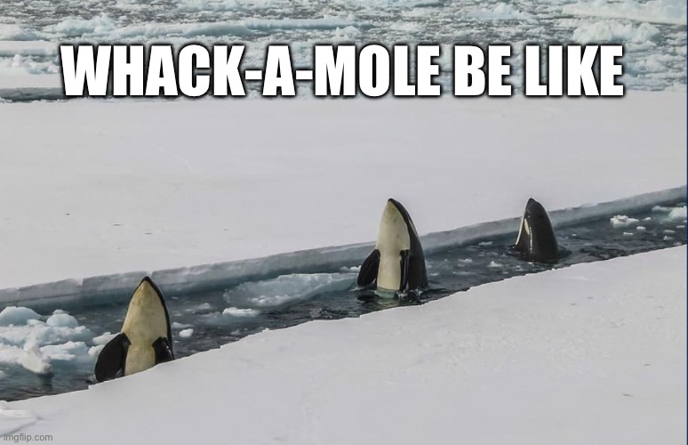 Idk | WHACK-A-MOLE BE LIKE | image tagged in killer whale,funny,oh no | made w/ Imgflip meme maker
