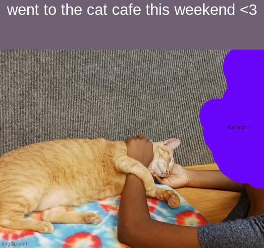i loved this cat so much he was so so sweet <333 | went to the cat cafe this weekend <3 | made w/ Imgflip meme maker