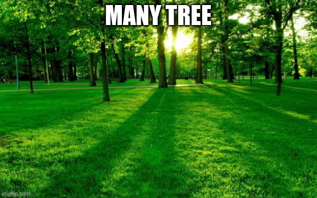 Grass and trees | MANY TREE | image tagged in grass and trees | made w/ Imgflip meme maker