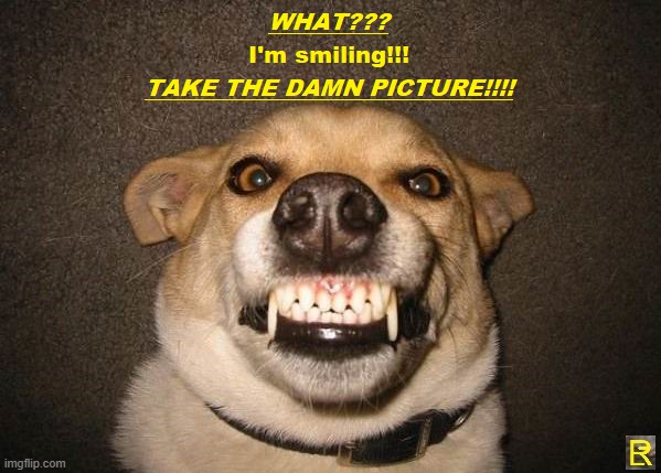 Class Picture Day | image tagged in dog | made w/ Imgflip meme maker