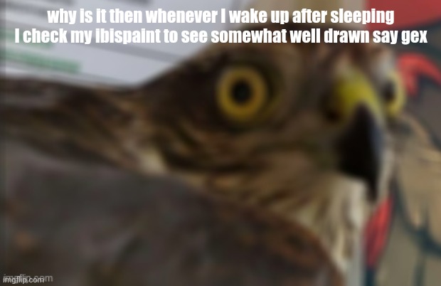shocked bird | why is it then whenever I wake up after sleeping I check my ibispaint to see somewhat well drawn say gex | image tagged in shocked bird | made w/ Imgflip meme maker