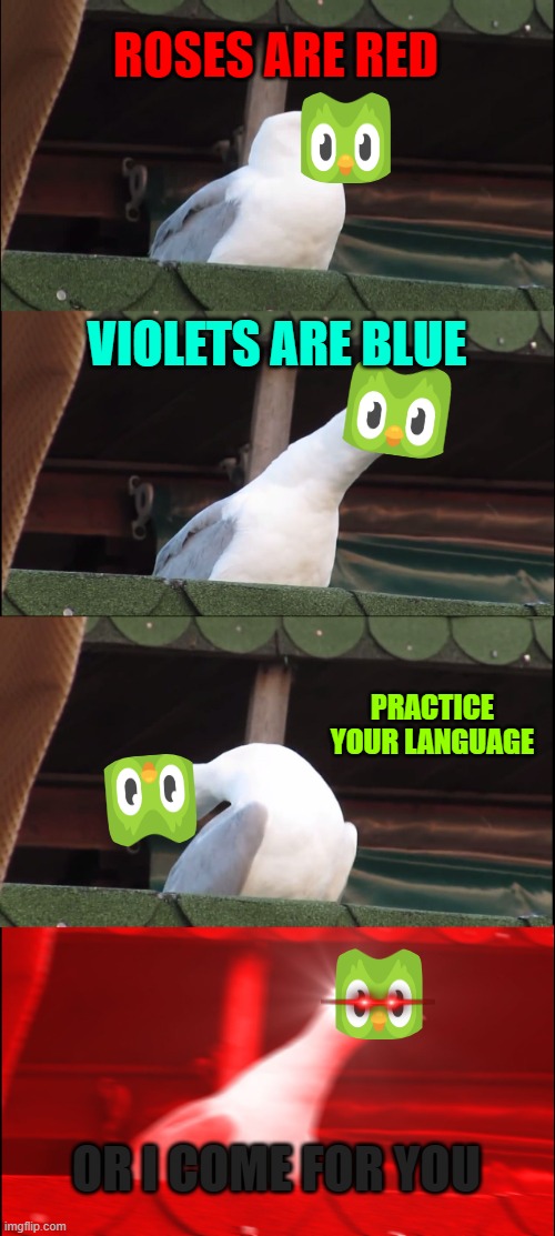 Inhaling Seagull | ROSES ARE RED; VIOLETS ARE BLUE; PRACTICE YOUR LANGUAGE; OR I COME FOR YOU | image tagged in memes,inhaling seagull | made w/ Imgflip meme maker