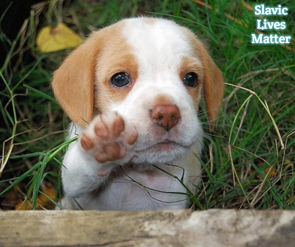 dog puppy bye | Slavic Lives Matter | image tagged in dog puppy bye,slavic | made w/ Imgflip meme maker