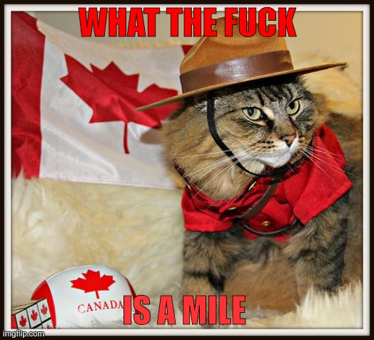 What the fuck is a mile | WHAT THE FUCK; IS A MILE | image tagged in canada cat | made w/ Imgflip meme maker