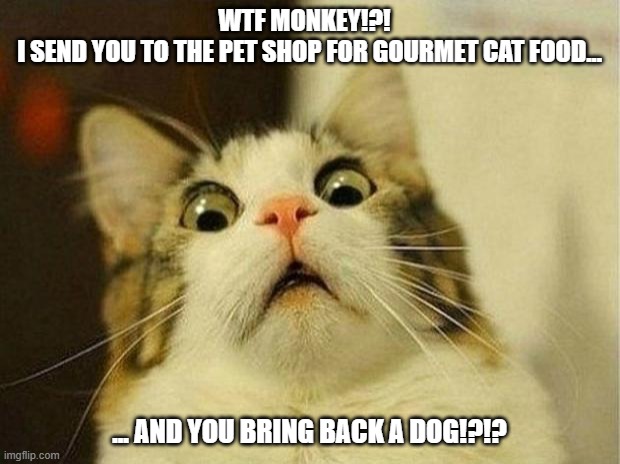 'Monkey' not paying attention | WTF MONKEY!?!  
I SEND YOU TO THE PET SHOP FOR GOURMET CAT FOOD... ... AND YOU BRING BACK A DOG!?!? | image tagged in memes,scared cat | made w/ Imgflip meme maker