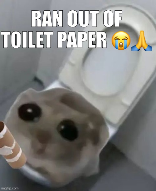 Sad hampter | RAN OUT OF TOILET PAPER 😭🙏 | image tagged in hampter | made w/ Imgflip meme maker