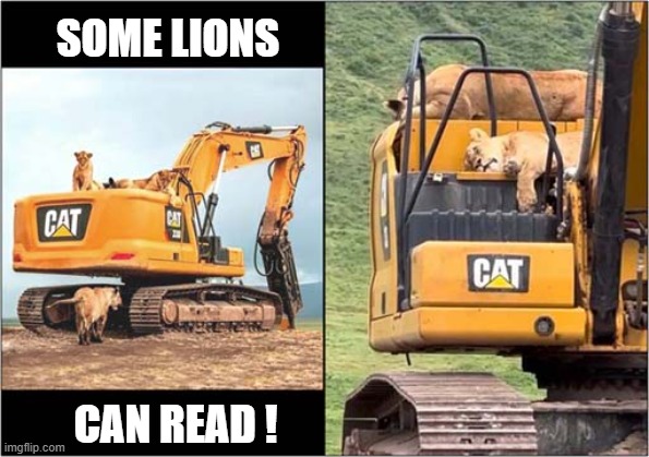 Problems With Lions In Africa ! | SOME LIONS; CAN READ ! | image tagged in cats,lions,cat,problems | made w/ Imgflip meme maker