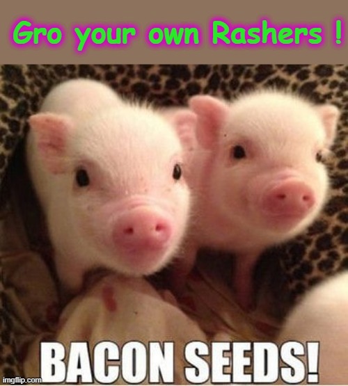 The bacon begins ! | image tagged in seeds | made w/ Imgflip meme maker