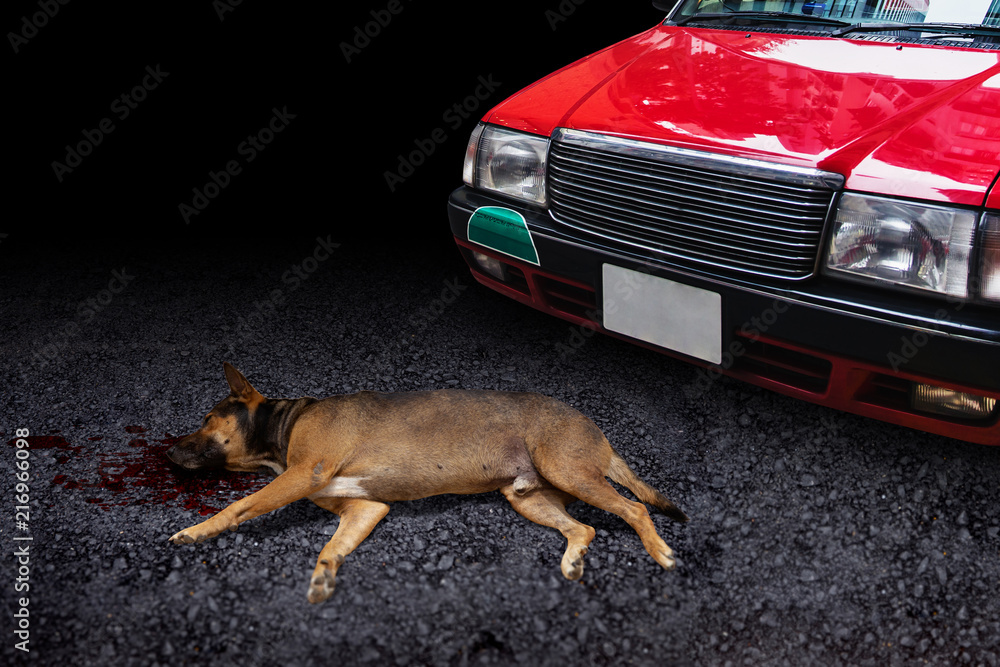 High Quality dog get hit by car Blank Meme Template