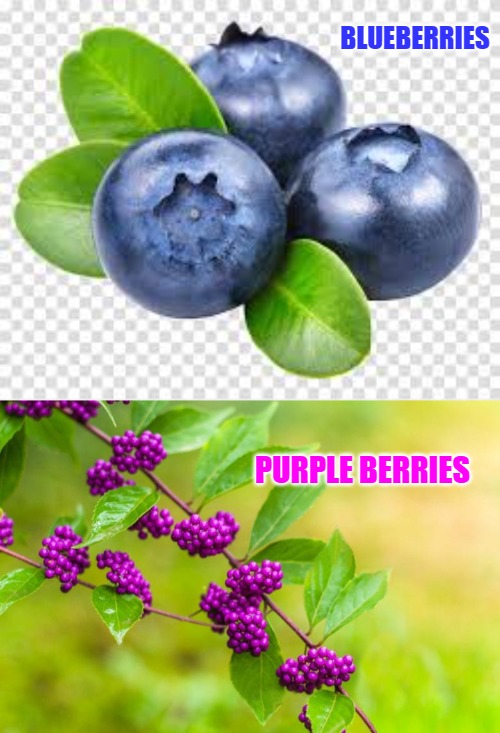 BLUEBERRIES PURPLE BERRIES | made w/ Imgflip meme maker