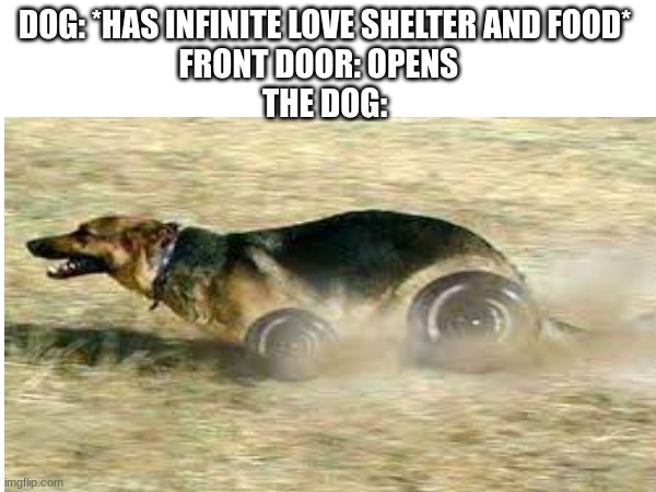 This could happen | DOG: *HAS INFINITE LOVE SHELTER AND FOOD* 
FRONT DOOR: OPENS   
THE DOG: | image tagged in funny memes | made w/ Imgflip meme maker