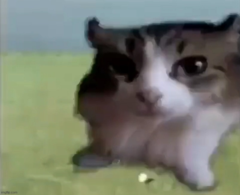 gatito | made w/ Imgflip meme maker
