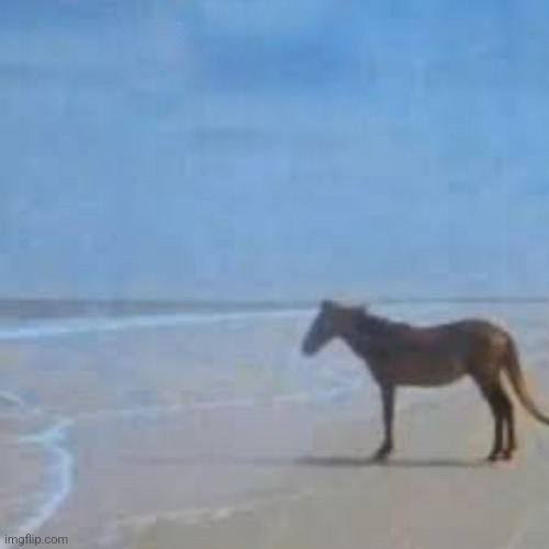 Horse Staring at sea | image tagged in horse staring at sea | made w/ Imgflip meme maker