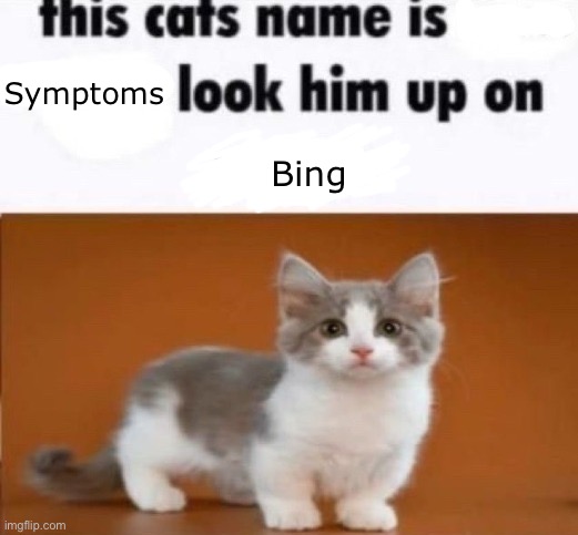 this cats name is x look him up on google | Symptoms; Bing | image tagged in this cats name is x look him up on google | made w/ Imgflip meme maker