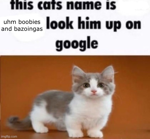 this cats name is x look him up on google | uhm boobies and bazoingas | image tagged in this cats name is x look him up on google | made w/ Imgflip meme maker