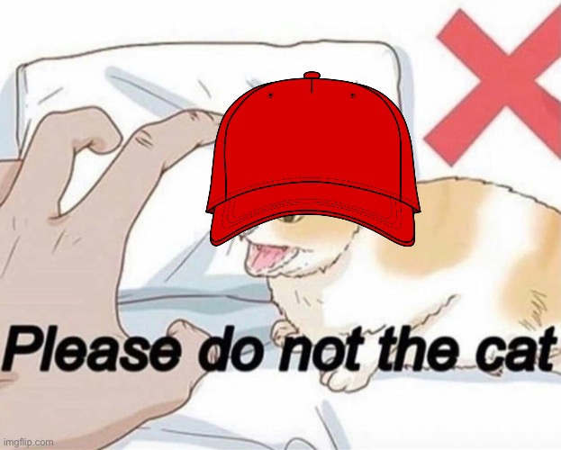 Please do not the cat | image tagged in please do not the cat | made w/ Imgflip meme maker