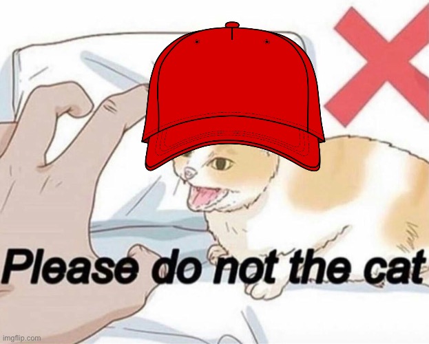 Please do not the cat | image tagged in please do not the cat | made w/ Imgflip meme maker
