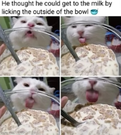 Bro | image tagged in cats,milk,why | made w/ Imgflip meme maker