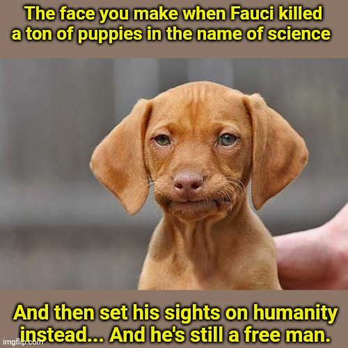 Dissapointed puppy | The face you make when Fauci killed a ton of puppies in the name of science; And then set his sights on humanity instead... And he's still a free man. | image tagged in dissapointed puppy | made w/ Imgflip meme maker