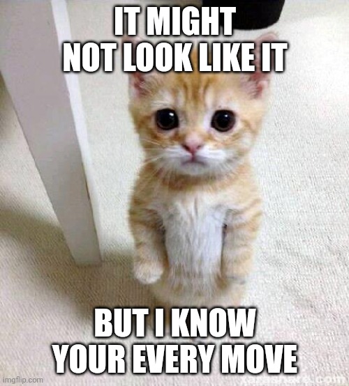 Cute Cat Meme | IT MIGHT NOT LOOK LIKE IT; BUT I KNOW YOUR EVERY MOVE | image tagged in memes,cute cat | made w/ Imgflip meme maker