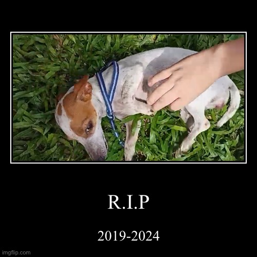 R.I.P (anyways that’s not my hand) | R.I.P | 2019-2024 | image tagged in demotivationals,sad,dogs | made w/ Imgflip demotivational maker