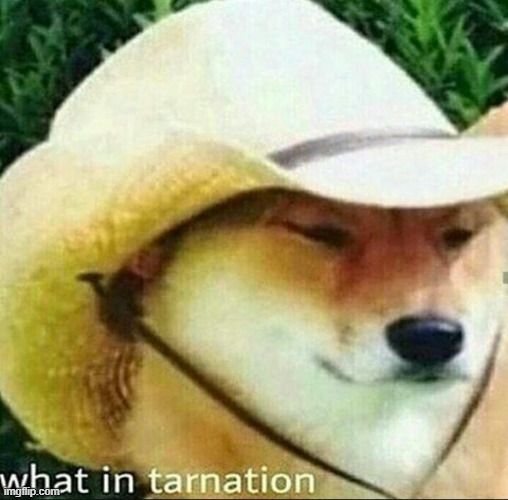 What in Tarnation | image tagged in what in tarnation | made w/ Imgflip meme maker