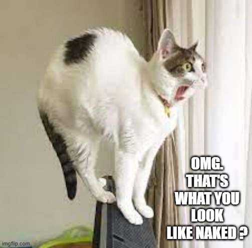 memes by Brad - cat shocked at seeing a naked person | OMG. THAT'S WHAT YOU LOOK LIKE NAKED ? | image tagged in funny,cats,funny cats,cute kitten,kittens,humor | made w/ Imgflip meme maker