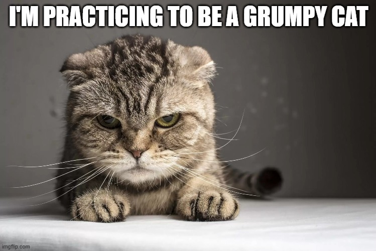memes by Brad - practicing to be a grumpy cat | I'M PRACTICING TO BE A GRUMPY CAT | image tagged in funny,cats,grumpy cat,cute kitten,kitten,humor | made w/ Imgflip meme maker