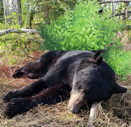 Dead Bear | image tagged in dead bear | made w/ Imgflip meme maker
