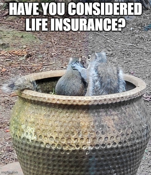 Squirrel Salsman | HAVE YOU CONSIDERED LIFE INSURANCE? | image tagged in counseling | made w/ Imgflip meme maker