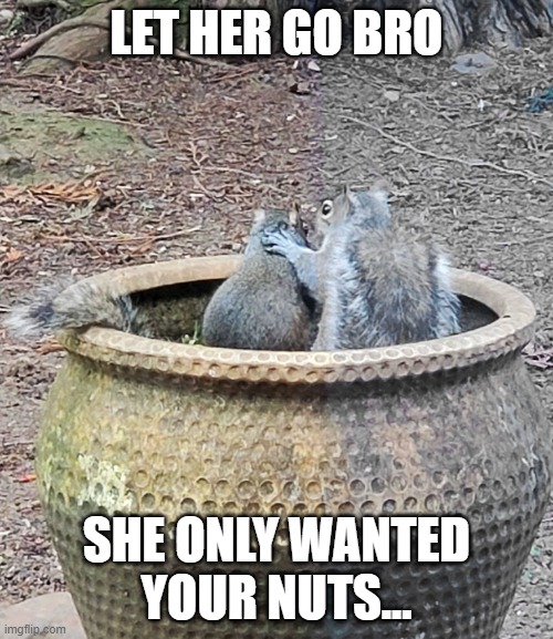Let her go squirrel. | LET HER GO BRO; SHE ONLY WANTED YOUR NUTS... | image tagged in counseling | made w/ Imgflip meme maker